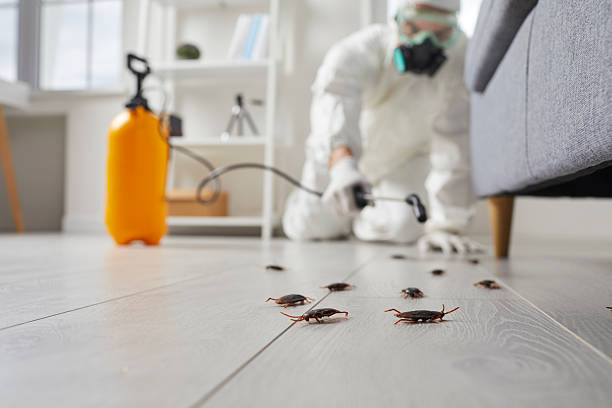 Commercial Kitchen Cockroach Control in Rutherford